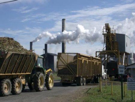 Trucks driving into the sugar mill