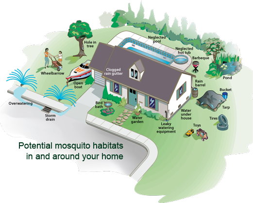 mosquito breeding areas around the home
