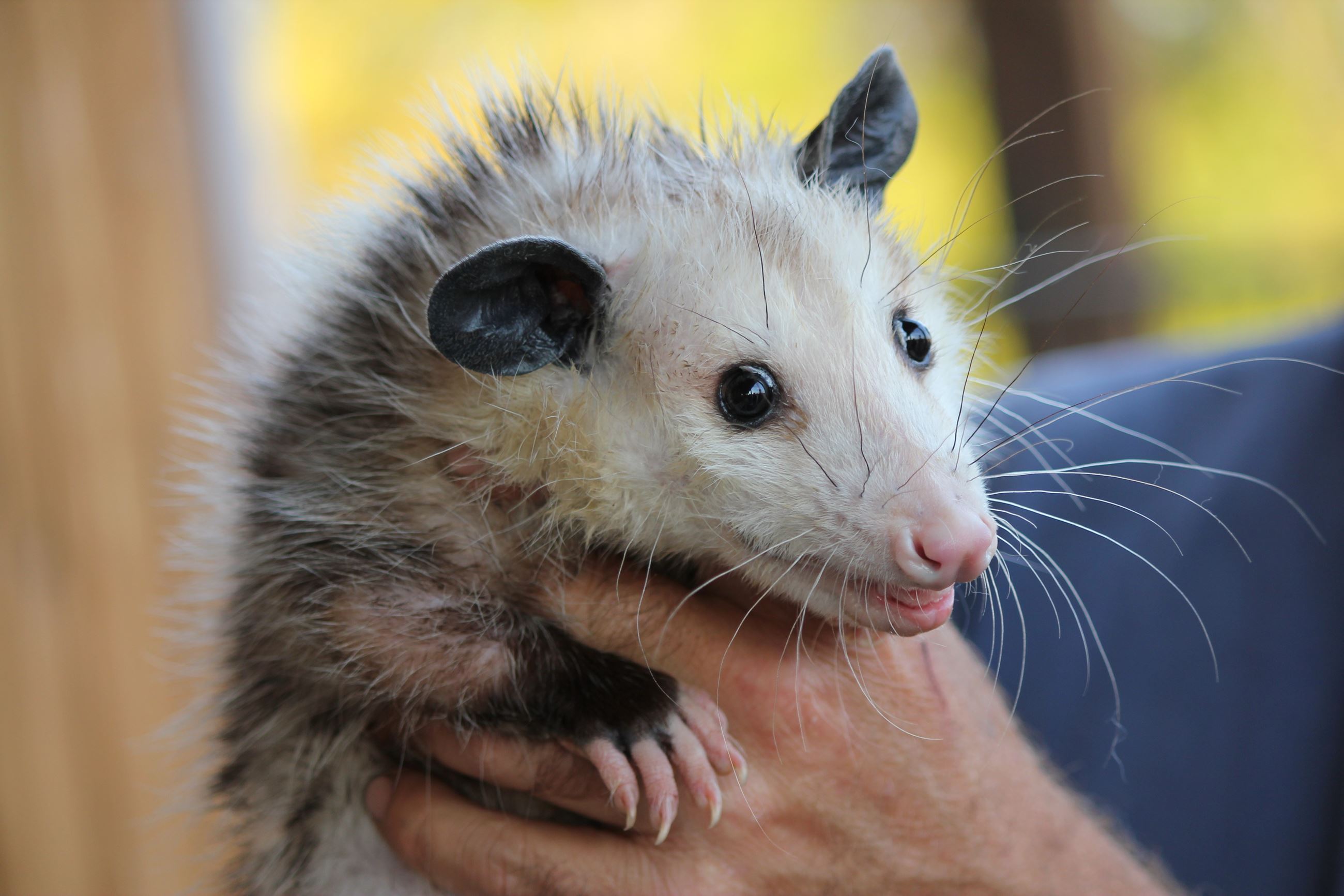 person hold an opossum